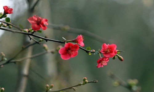 Doc chieu phong thuy hoa giai van xui sau Tet Dinh Dau-Hinh-9